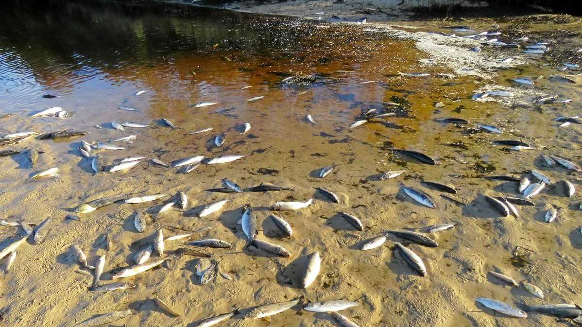 Strange smell: Creek investigations under way | Daily Telegraph