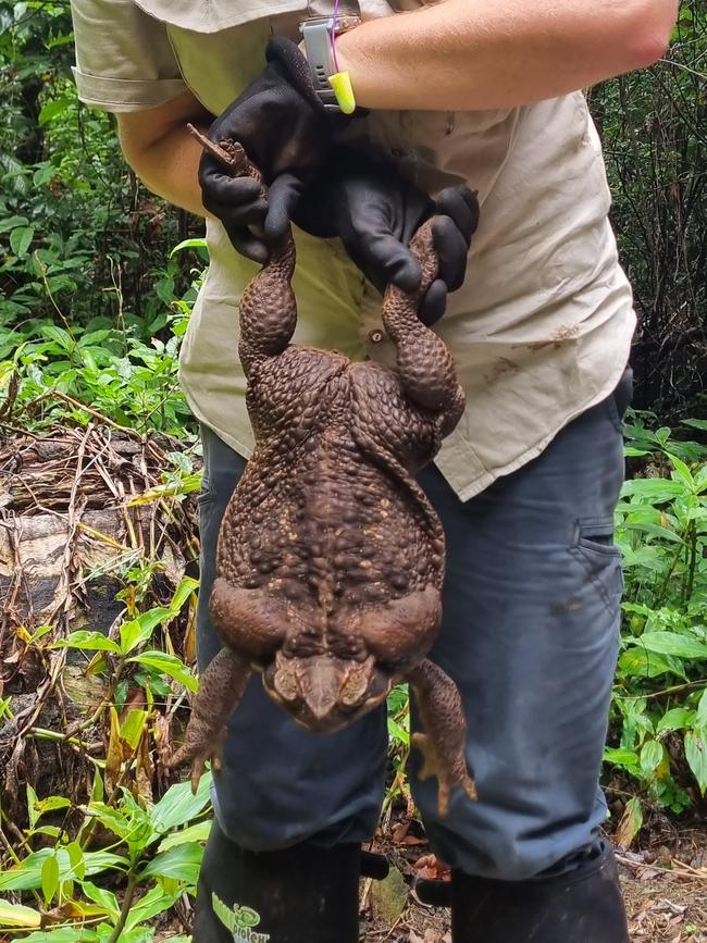 Aptly-named ‘Toadzilla’, this giant cane toad was found in Conway National Park in north Queensland and weighs 2.7kg