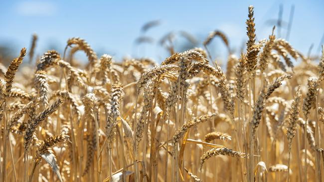 China is tightening its purchases of Australian wheat as it launches a fresh assault on Australian farm commodities. Picture: ZOE PHILLIPS