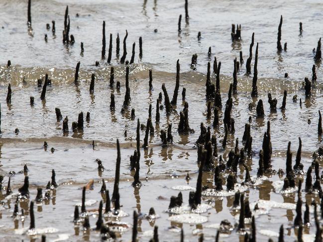 Mosquitoes love mangroves and salt marshes