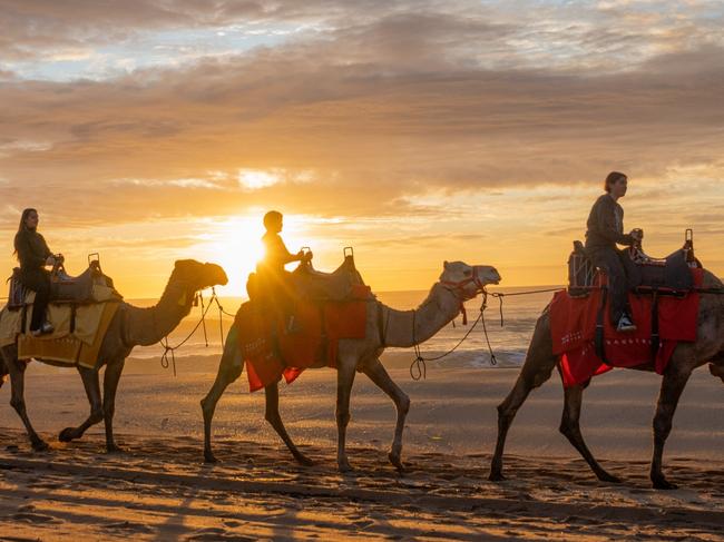 SYDNEY, SUNDAY 15 MAY, 2022 – Tourism Western Australia staged a showcase of WA’s celebrated wildlife to Sydneysiders this morning when Broome’s famous camel train wandered along Palm Beach at sunrise. Sydney’s Palm Beach North, chosen for its landmark affiliation with Broome’s 22 kilometres of soft white sand on Cable Beach, was the set for the iconic, world-famous train of camels on Cable Beach. Staged at sunrise, Palm Beach locals were entranced as the camels, themed with landscape colours of Western Australian, trailed along the beach in the early soft light at sunrise. Joining the camels were some of Western Australia’s most charismatic characters including award winning celebrity chef, Tony Howell; pearl farmer, gemmologist and pearl technician Celeste Boonaerts, and First Nations artist, educator and bush tucker specialist Dale Tilbrook.. Pics Supplied by Tourism Western Australia