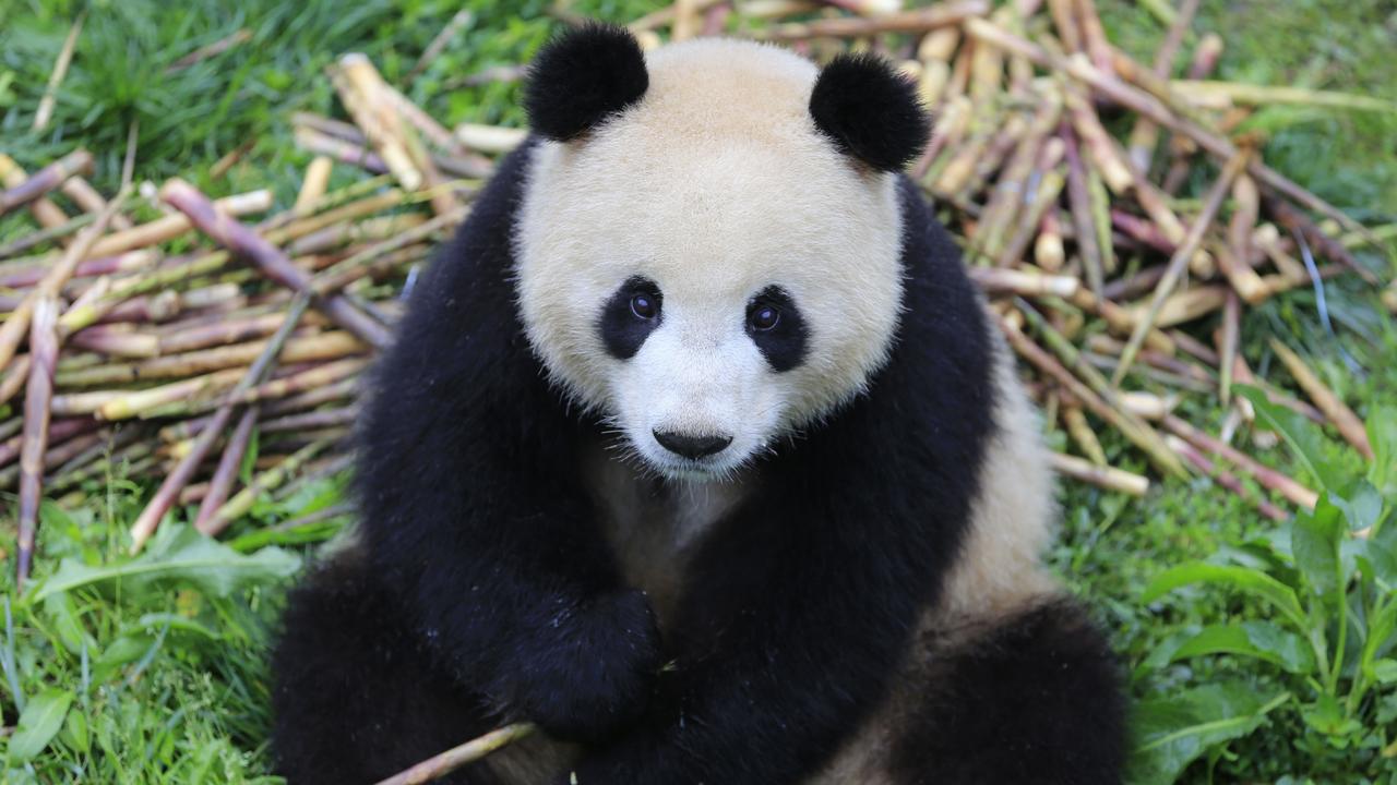 Zoo Berlin Germany celebrates birth of twin panda cubs | KidsNews