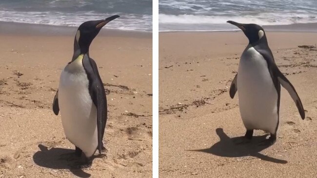 The king penguin waddles on to the beach at the Coorong. Picture Steve Jenkins