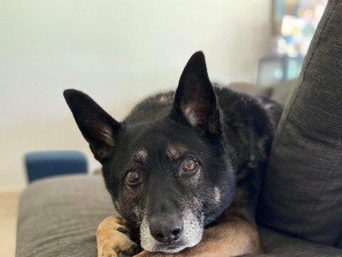 Harry the German shepherd x akita was hit and killed by a car, but then Salisbury council disposed of him in landfill. Pictures: Supplied