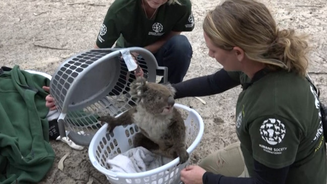 Australia Bushfires: Animal rescuers save koalas from Kangaroo Island