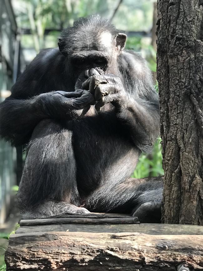 Samantha the Chimp from Rockhampton Zoo.