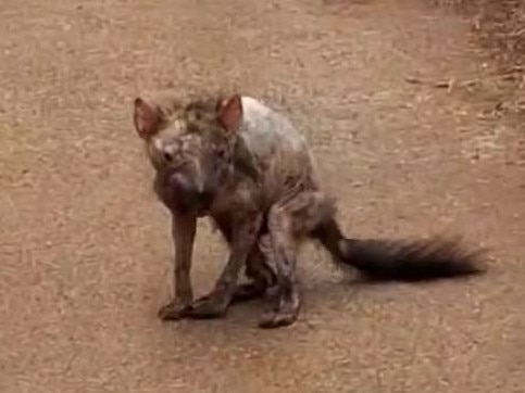 Shocking footage of a devil with what appears to be a severe case of devil facial tumour disease at a farm at Table Cape. Picture: Facebook