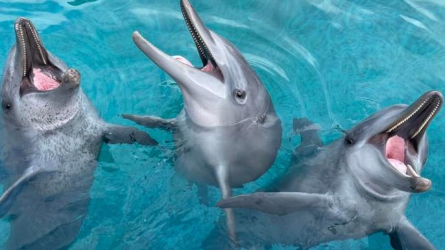 Dolphin Marine Conservation Park has been forced into voluntary administration. Picture: Facebook