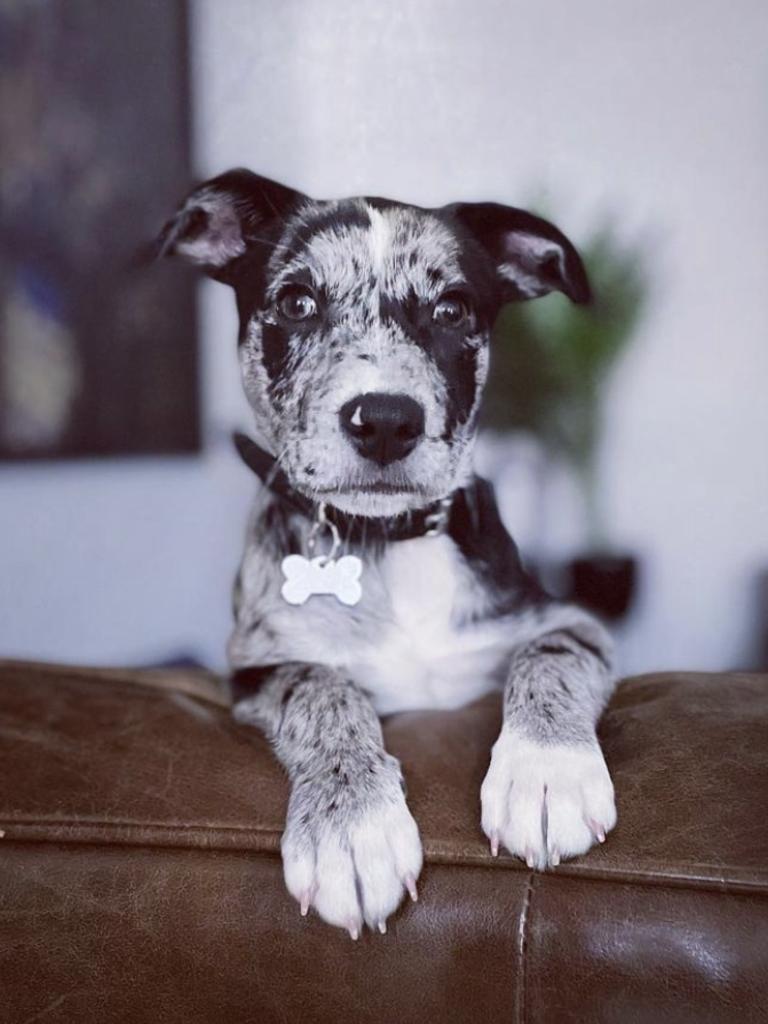 Zoutje Summers – Her name means Little Salt in Dutch, which is my background, due to her salt and pepper colouring, and its also slang for salty bar snacks and as she also can be very salty so its quite fitting. She’s Border Collie X Staffie &amp; 16 weeks old.