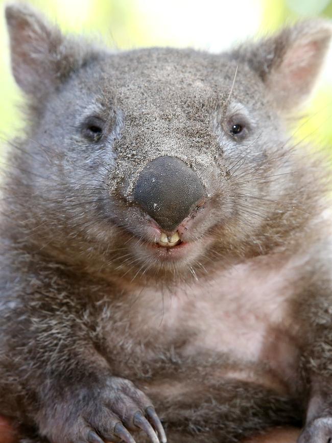 A juvenile wombat recovering from mange at Kelso.