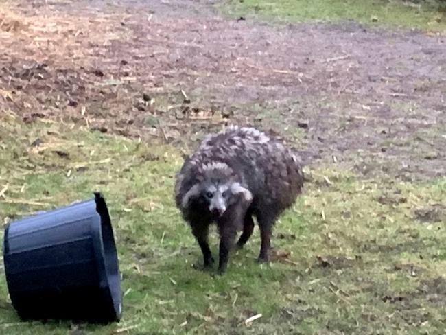 File pic - Raccoon dog in 2019. Picture: SWNS/Mega