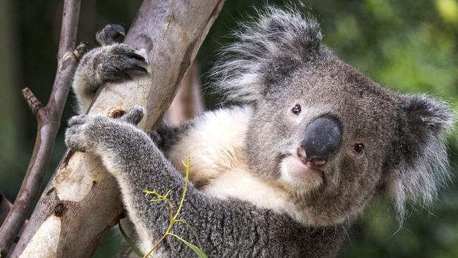 Are you a lazy, cuddly koala? Picture: Zoos Victoria