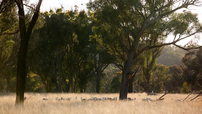 Some of Merinos on, Lana, at Balala in NSW. Picture: Simon Scott