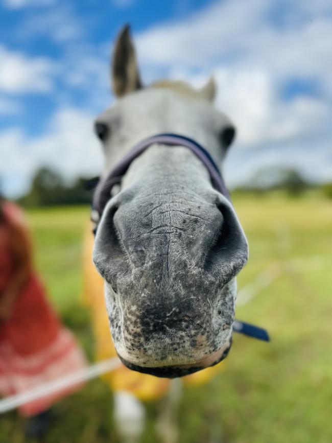 Matt Condon’s rescue horse, Tassie