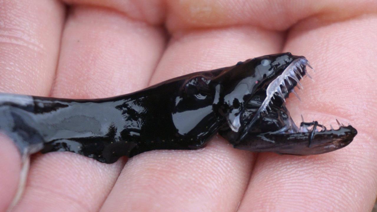 Dragonfish look like monsters but also something like an eel. Picture: AP