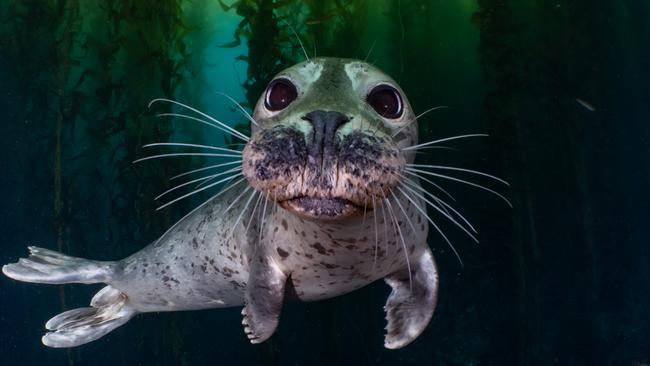 A friendly harbour seal at the Channel Islands, California. Photo: Joanna Smart.