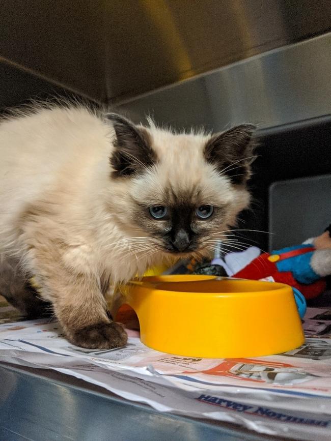 A kitten seized from Kon and Liudmila Petropoulos. Photo: RSPCA