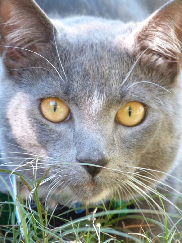 Joey - also a rescue cat. Picture: Joy Semple