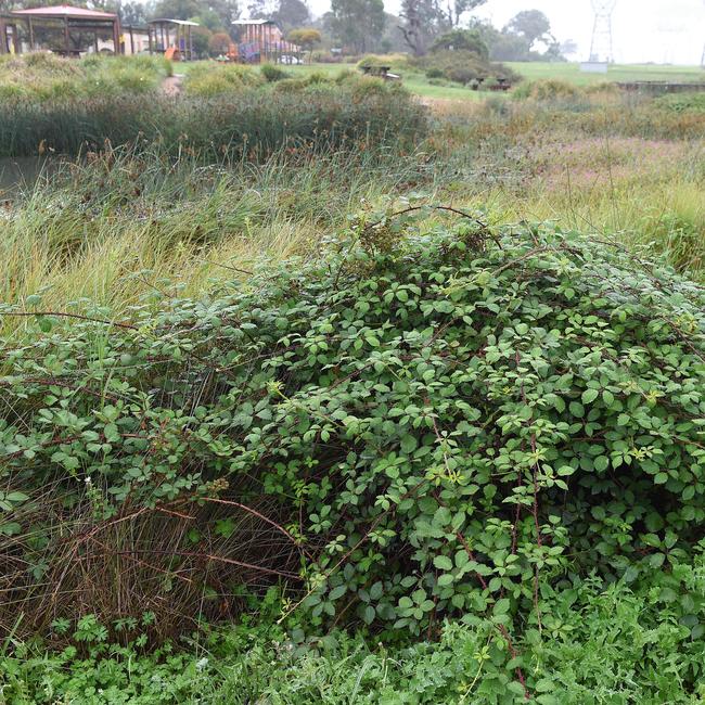 Weeds taking over at Red Oaks Park. Picture: Josie Hayden