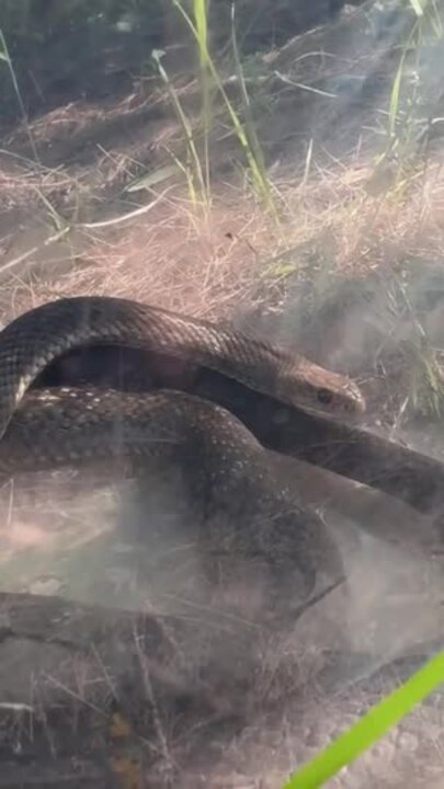 Caboolture woman bitten by eastern brown snake after mistaking it for harmless species