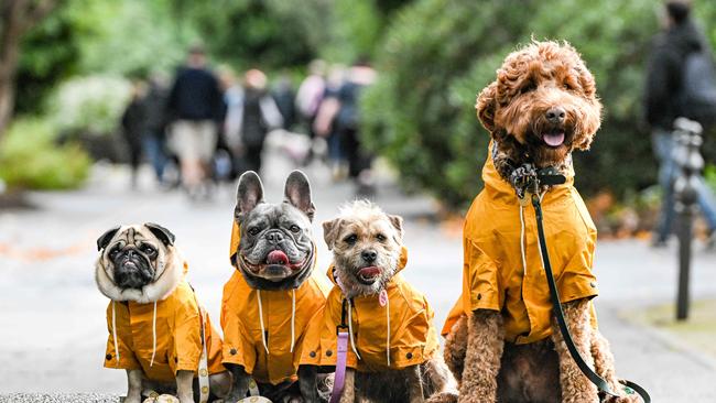 Million Paws Walk at Adelaide Botanic Gardens. Picture: Brenton Edwards