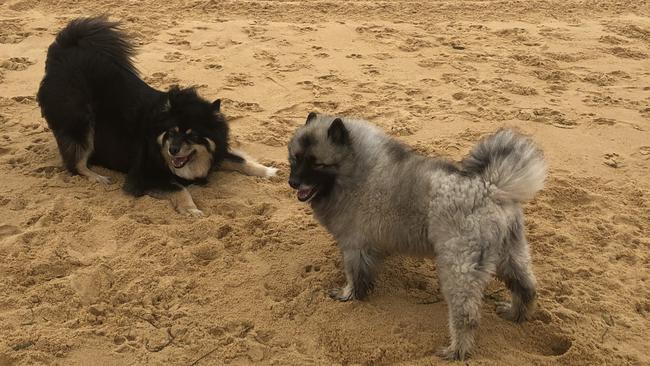 Kees the beloved, old Keeshond, has been put to sleep. Picture: Supplied