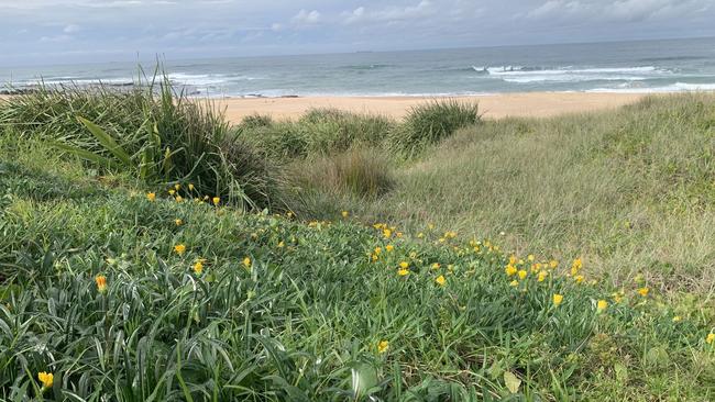 The invasive weed has escaped into the wild and is ‘rapidly spreading’ across Australia. Picture: Supplied