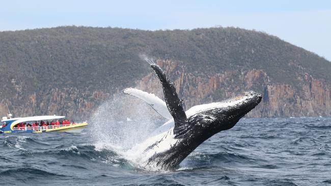 A humpback whale breaches off Cape Hauy in Tasmania. Picture: Tim Cunningham