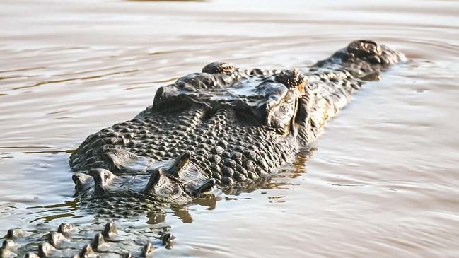 There are about 10,000 crocodiles in Kakadu National Park, which accounts for 10 per cent of the Northern Territory’s croc population. Picture: Nakita Nia.