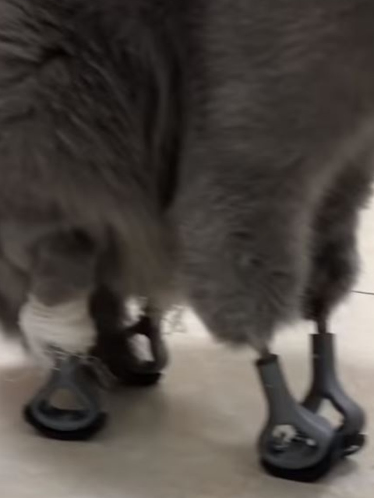 prosthetic cat leg 3d printing