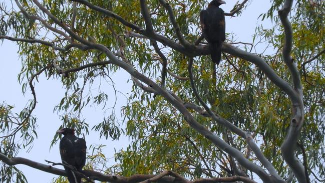 Wedge-tailed eagles in the native trees at Heinemann Rd. Picture: Contributed