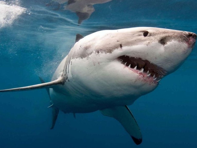 Great White Shark seen off the coast of WA.