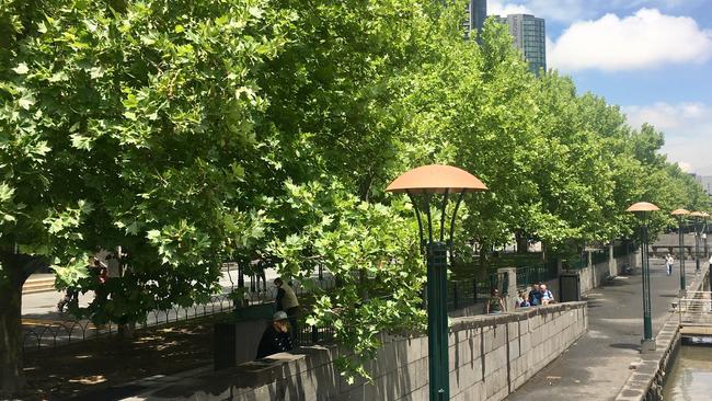 London plane trees on Southbank Promenade.