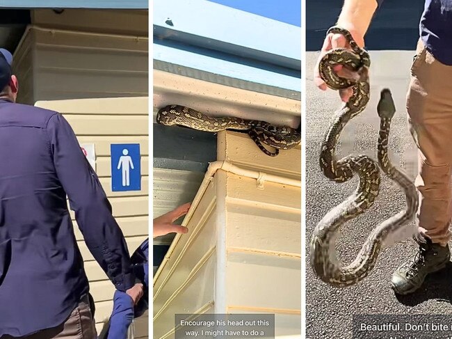 Picture: Facebook / Sunshine Coast Snake Catchers.