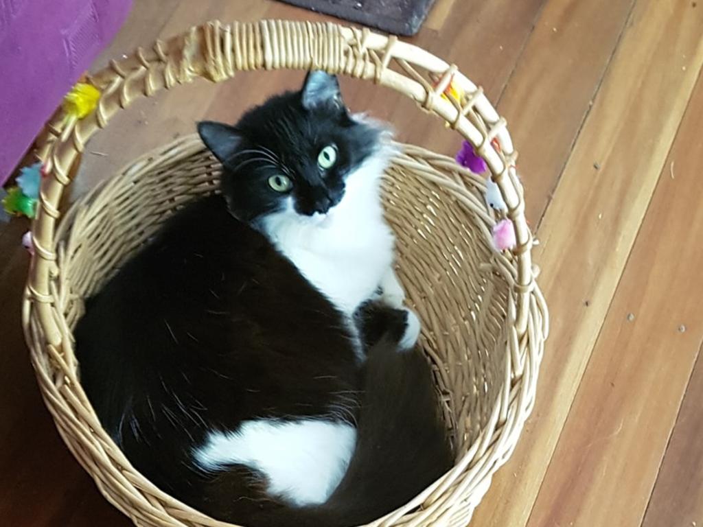 Basking in the basket. Picture: Gail Rules. Coolest Cat photo competition. Quest Community News and Courier Mail WRH