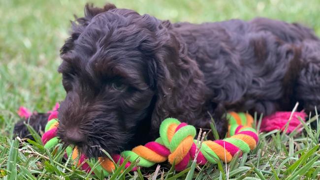 The curiosity of 10-week-old Labradoodle Charlie almost got her killed, when a massive python wrapped itself around her. Picture: Contributed