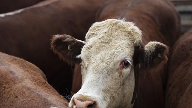 Primary production land values increased 15.1 per cent across Gympie. PICTURE: ZOE PHILLIPS