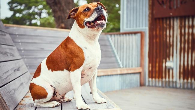 The Bellarine Distillery's cellar door - The Whiskery - has Teddy the staffy melting guests' hearts.