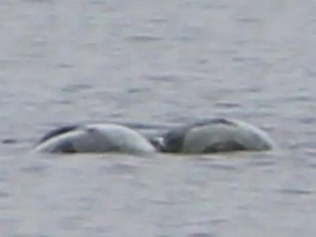 Chie Jolly has 'spotted' strange creature in Loch Ness in August 2023. Picture: Peter Jolly/Northpix