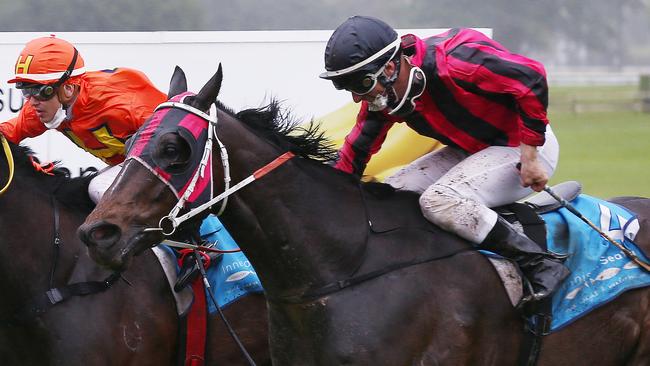 Tutelage, ridden by Scott Sheargold, in Race 5 of the Banana Industry Race Day, held at the Innisfail Turf Club. Picture: Brendan Radke