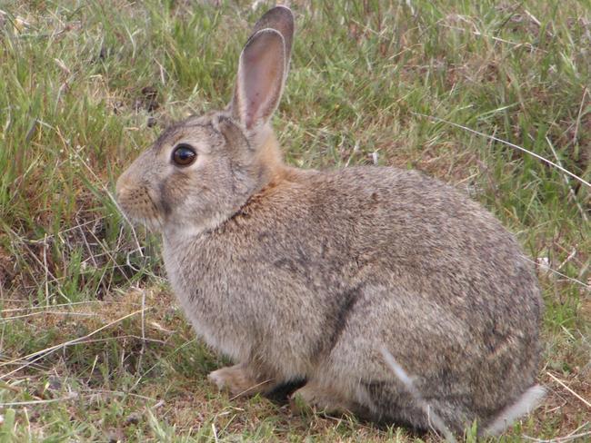 A rabbit in the wild. Victorian Department of Primary Industries staff inspect 32,000ha of Mallee farmland for signs of rabbit infestation. PICTURE: Victorian Department of Primary Industries