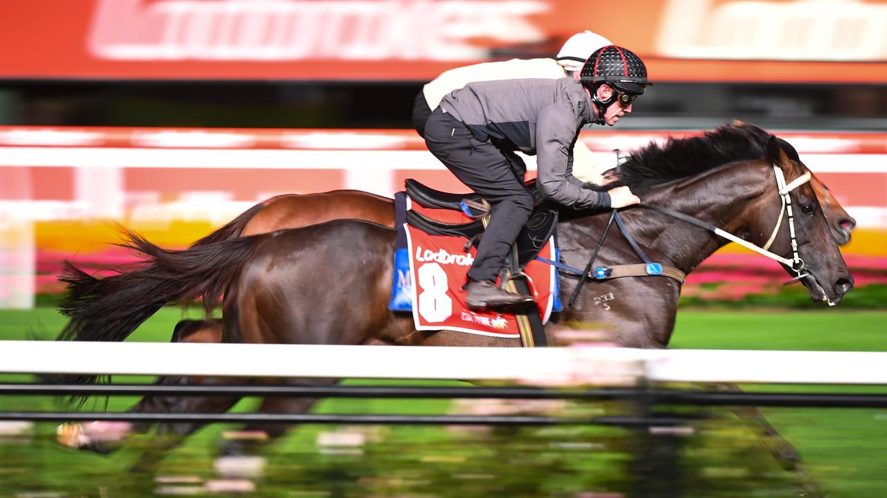 Sir Dragonet during a trackwork session ahead of the All Star Mile, at Moonee Valley.