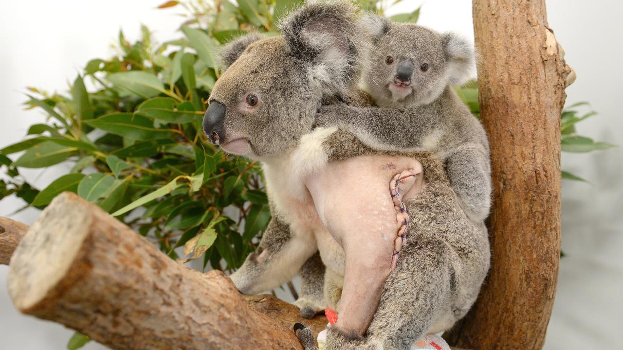Australia Zoo Wildlife Hospital: Increase in injured wildlife has Sunshine  Coast animal carers struggling with demand | The Courier Mail