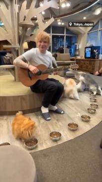 Ed Sheeran attempts to serenade cats (again)