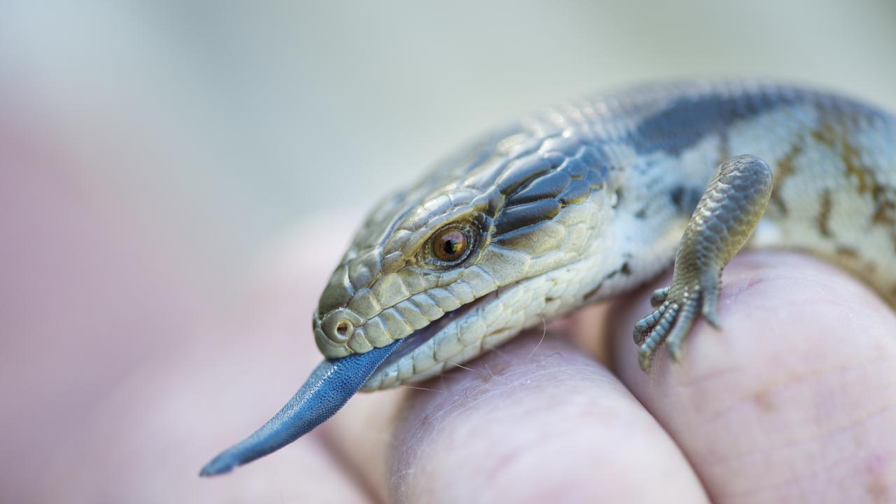 A man has faced court charged with illegally smuggling blue-tongued lizards to Hong Kong. Picture: Zoe Phillips