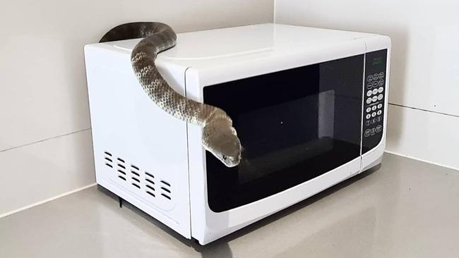 Melbourne snake hunter Mark Pelley recreated the microwave find for a social media post. Picture: Supplied