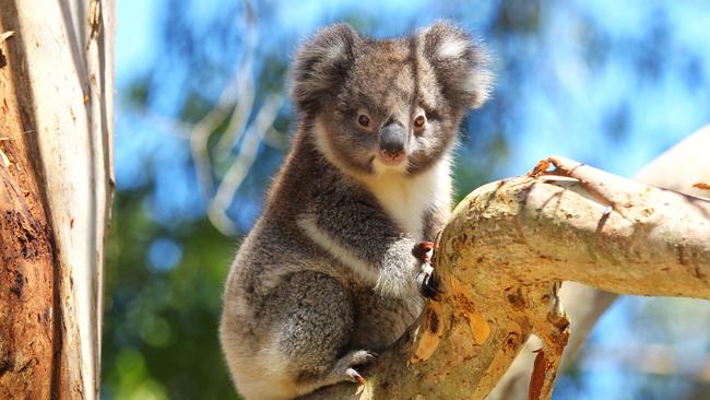 Nature-based tourism is growing in popularity in Victoria. Picture: Phil Hines