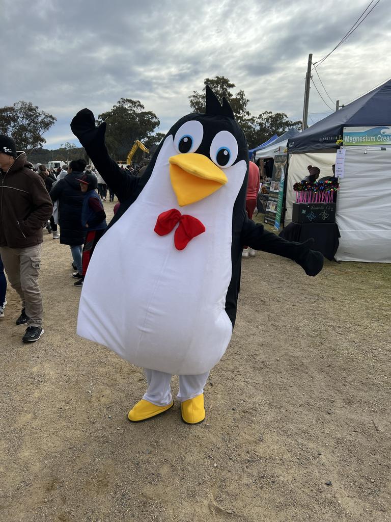 Peaches the penguin feeling right at home at Snowflakes in Stanthorpe on Saturday, July 1 2023.