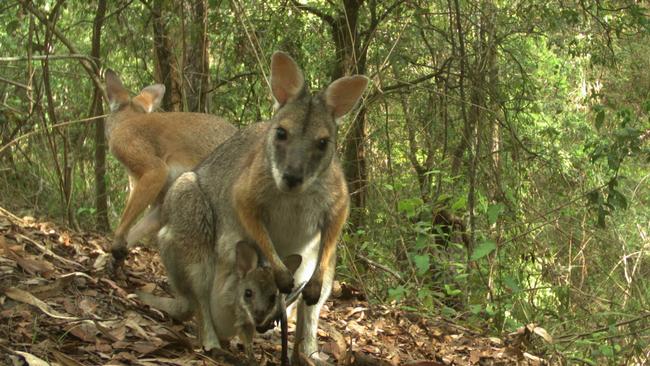 LOOK OUT: NSW National Parks and Wildlife Service is asking residents to spot black-striped wallabies around northern NSW's Gondwana rainforests as part of a 10-year project. Photo: Darren McHugh/DPIE