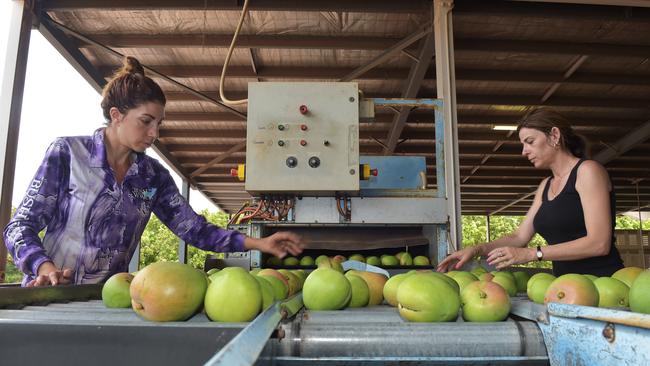 Sklivos Produce workers Roula Skliros and Tina Skliros preparing for the mango season. Picture: Katrina Bridgeford